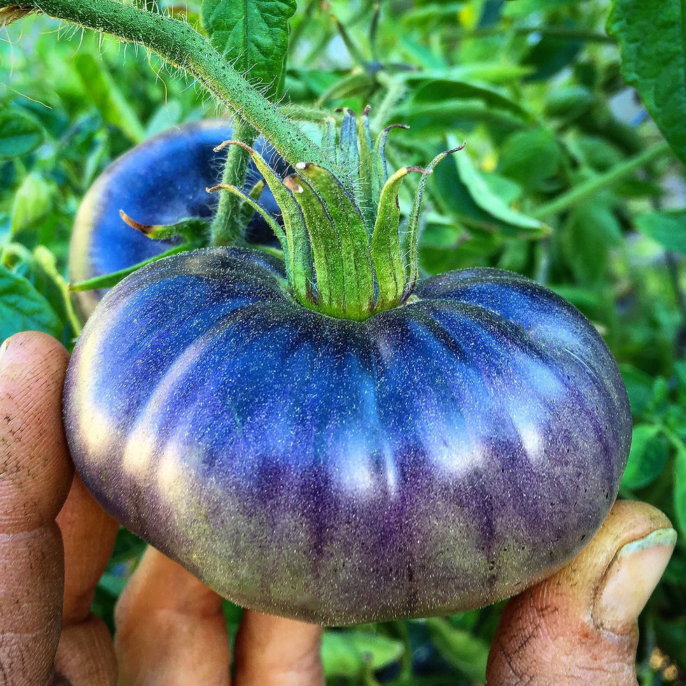 blue-tomato