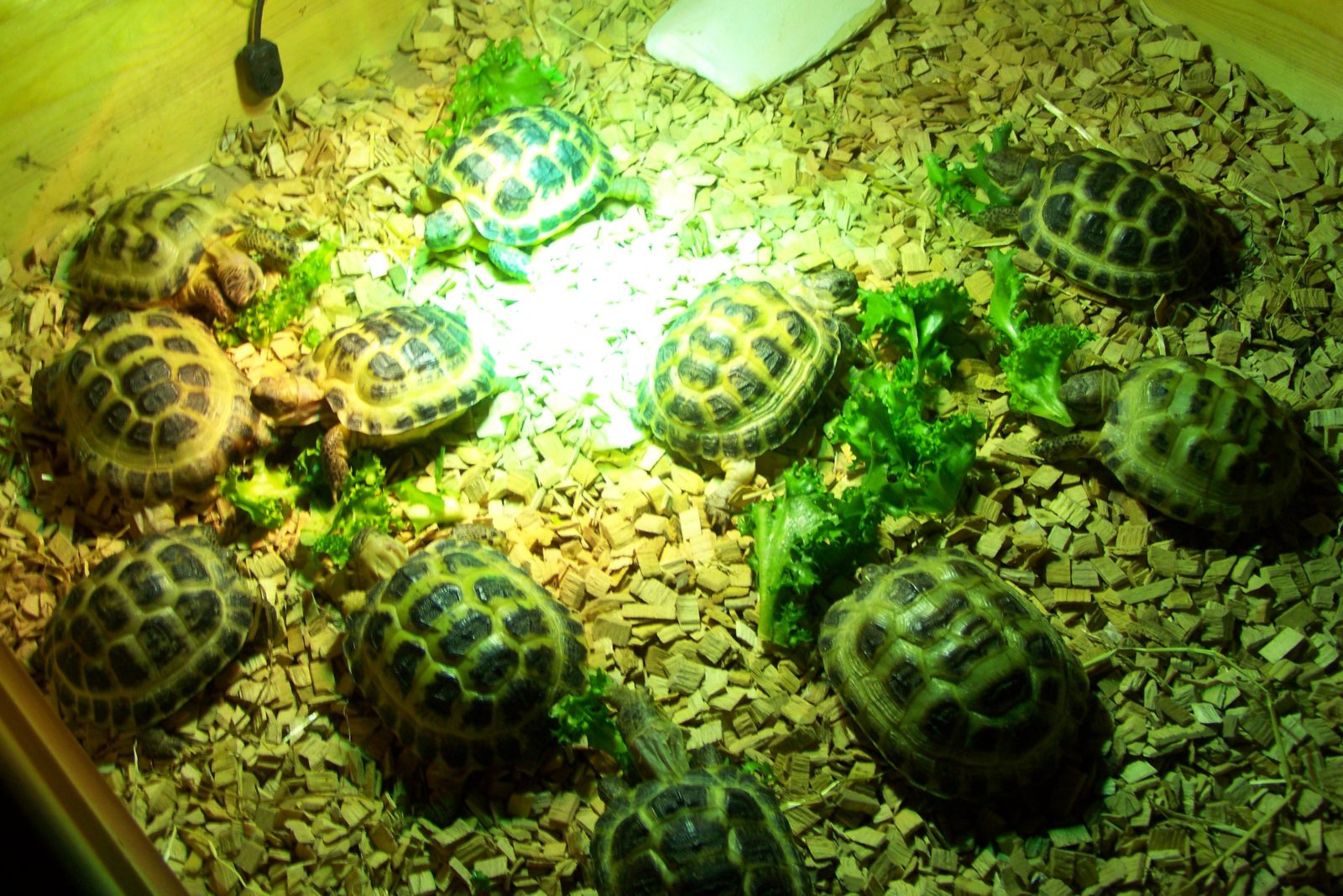 baby tortoise for sale