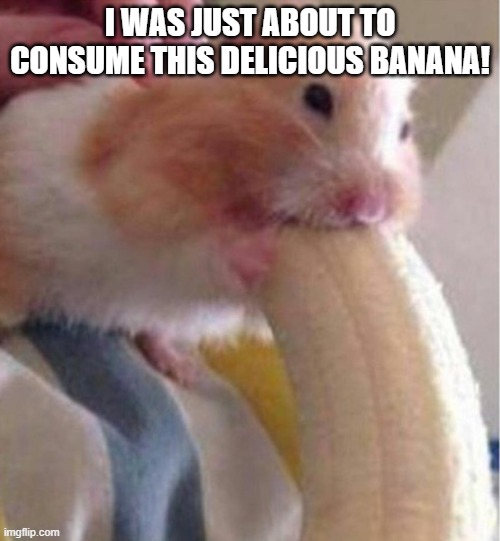 banana hamster meme