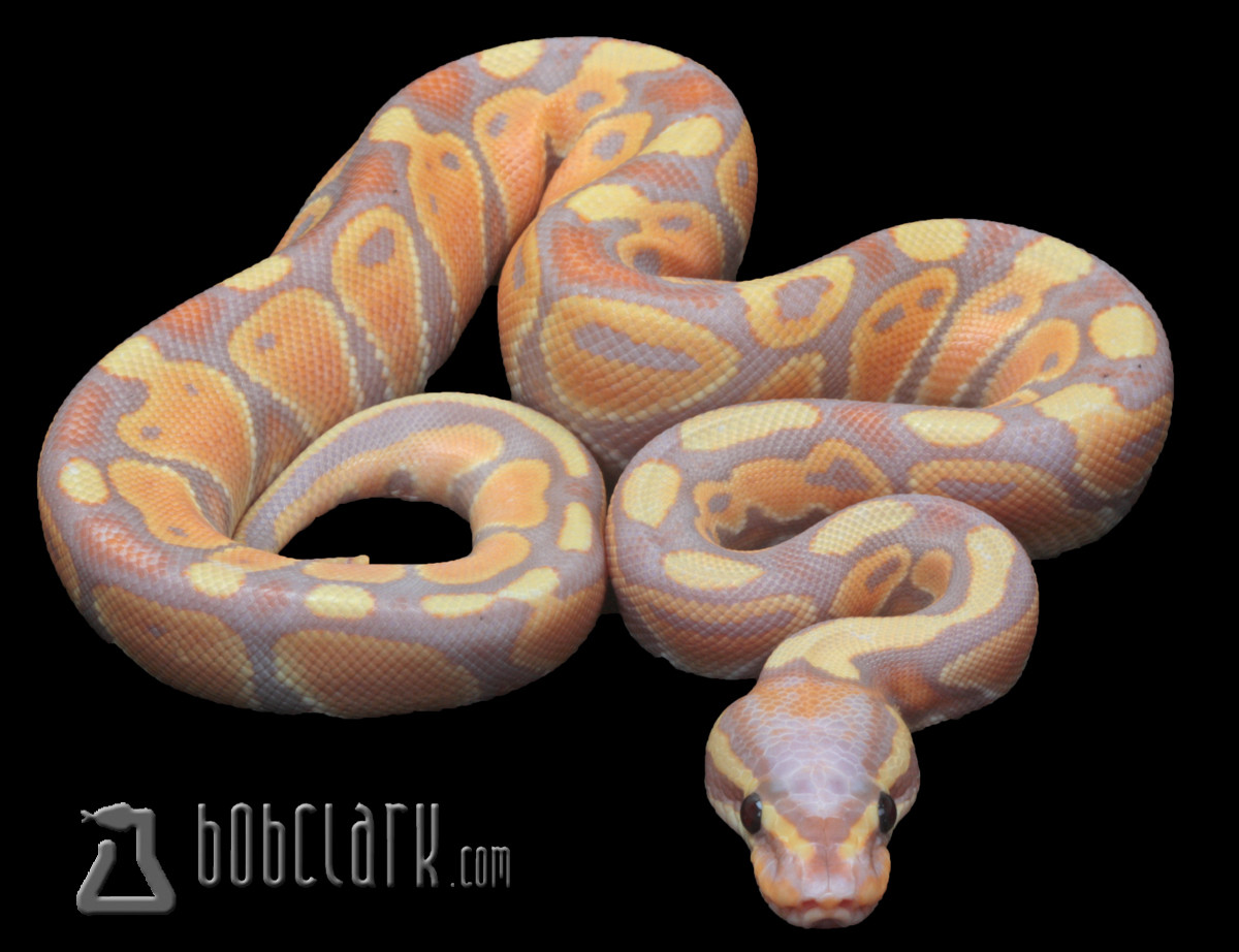 banana royal python