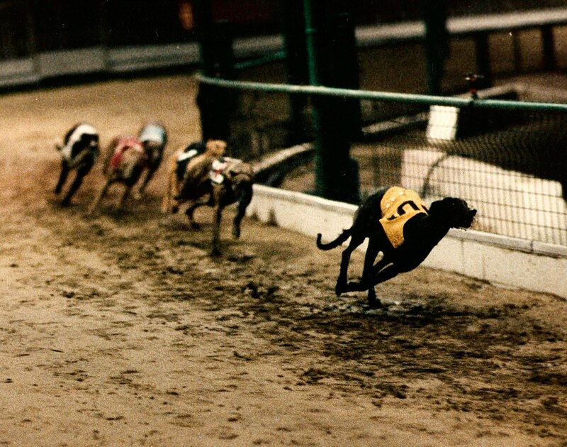 bbc greyhound results