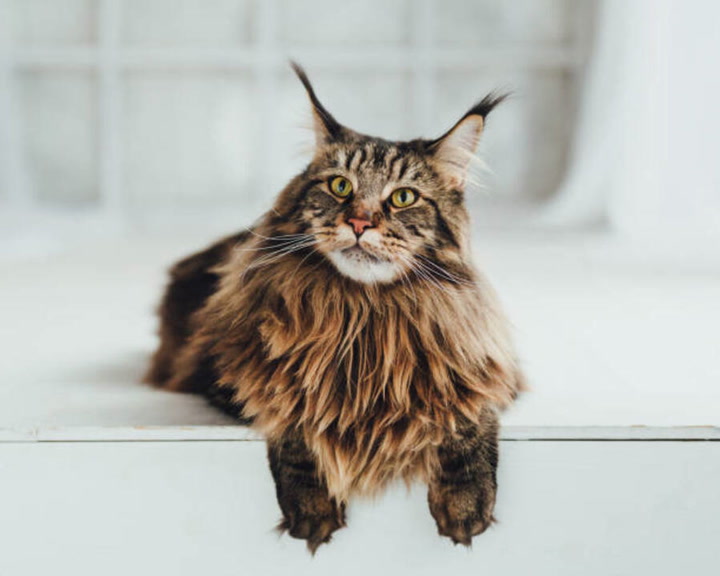 maine coon average age