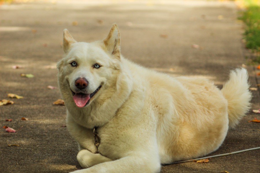 huskita