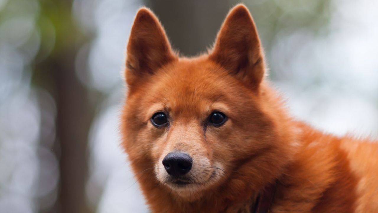 perros que parecen zorros