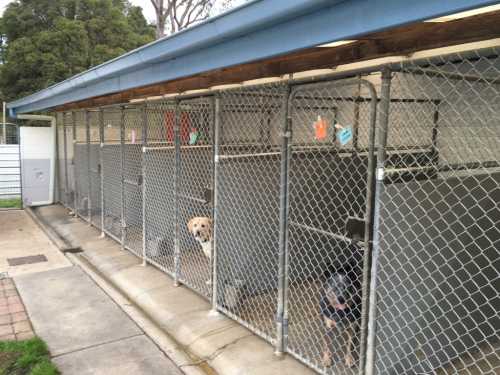 beaconsfield kennels