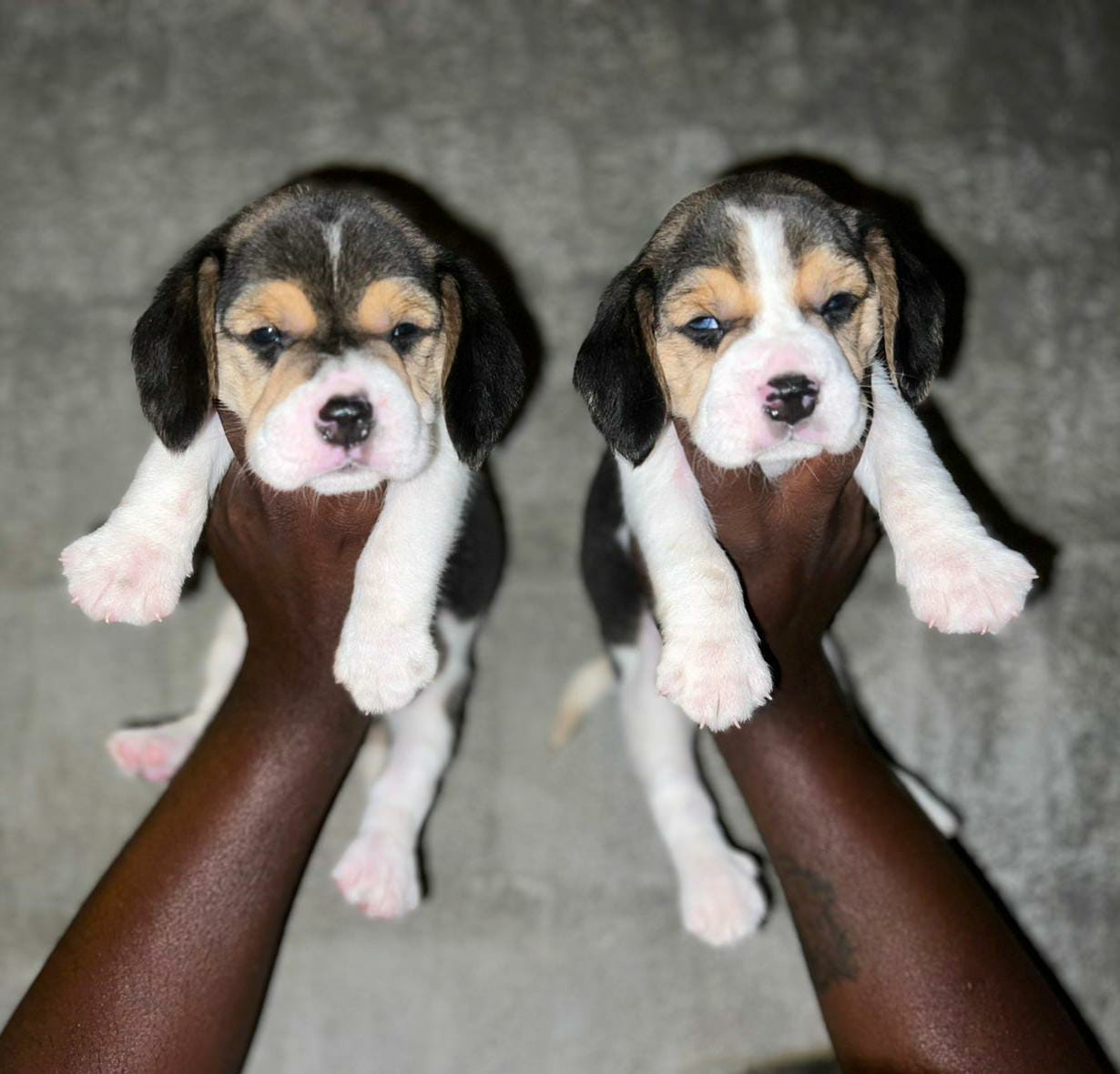 beagle dog price hyderabad