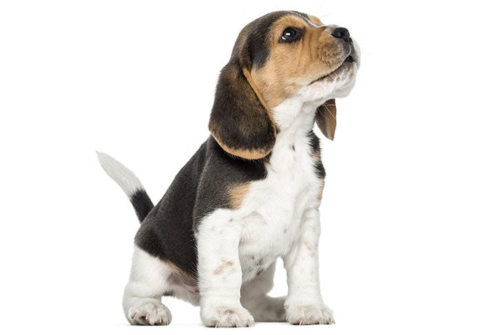 beagle dogs for sale