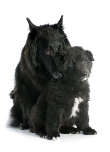 belgian sheepdog puppies