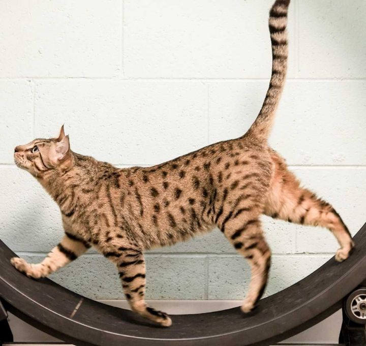 bengal cat for adoption