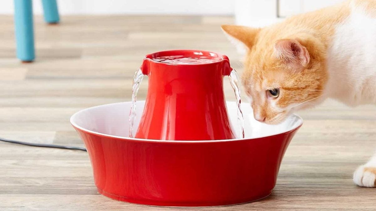 best cat fountain water