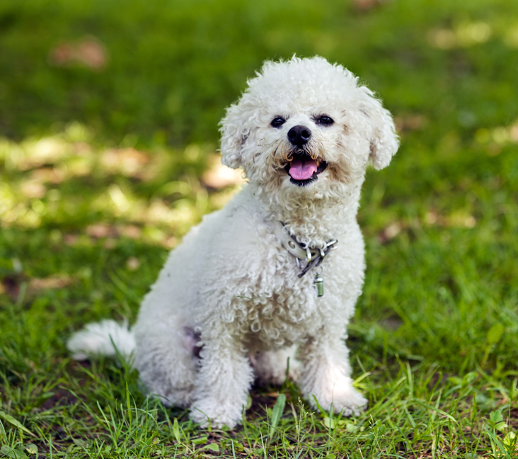 bichon frise puppies for sale near me