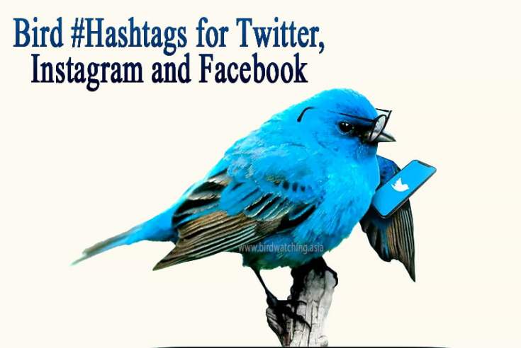 bird hashtags for instagram