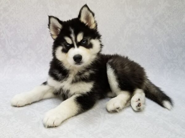 black and white husky puppy