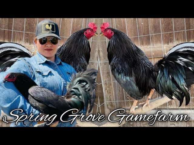 black asil gamefowl