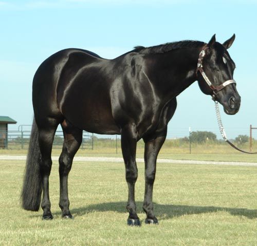 black quarter horse