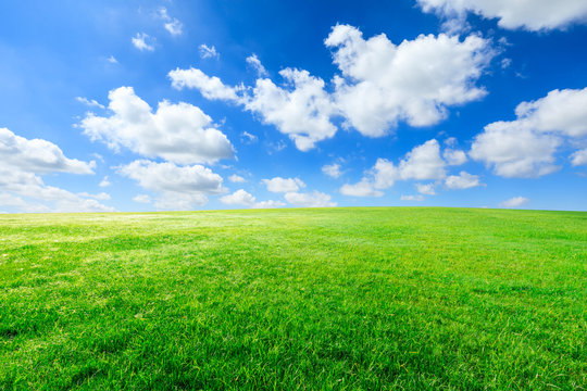 blue sky green grass background