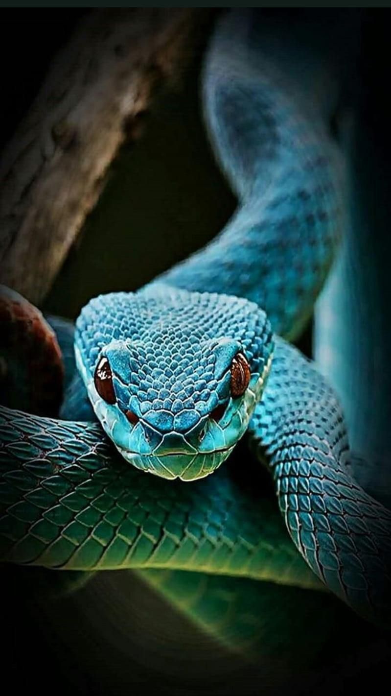 blue snake wallpaper