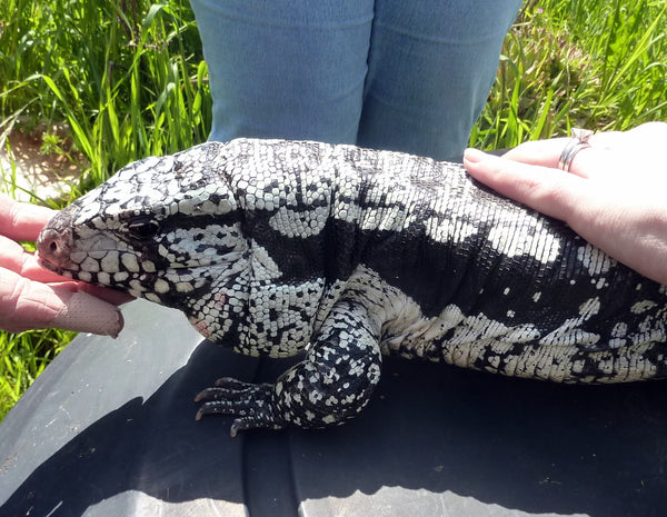 blue tegu size