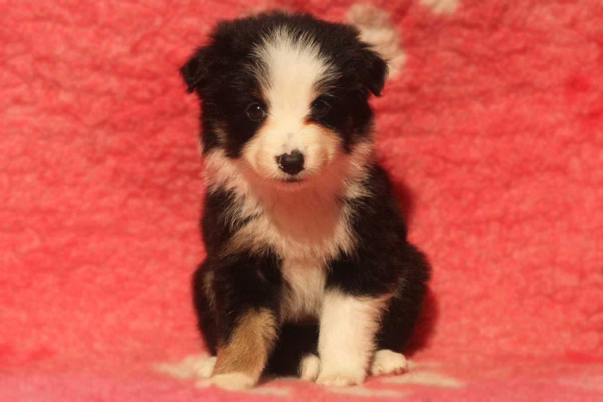 border collie puppies for sale scotland