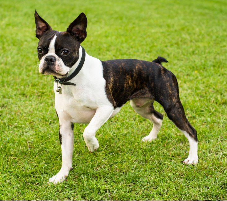 boston terrier rescue maryland