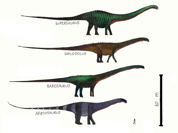 brachiosaurus and brontosaurus
