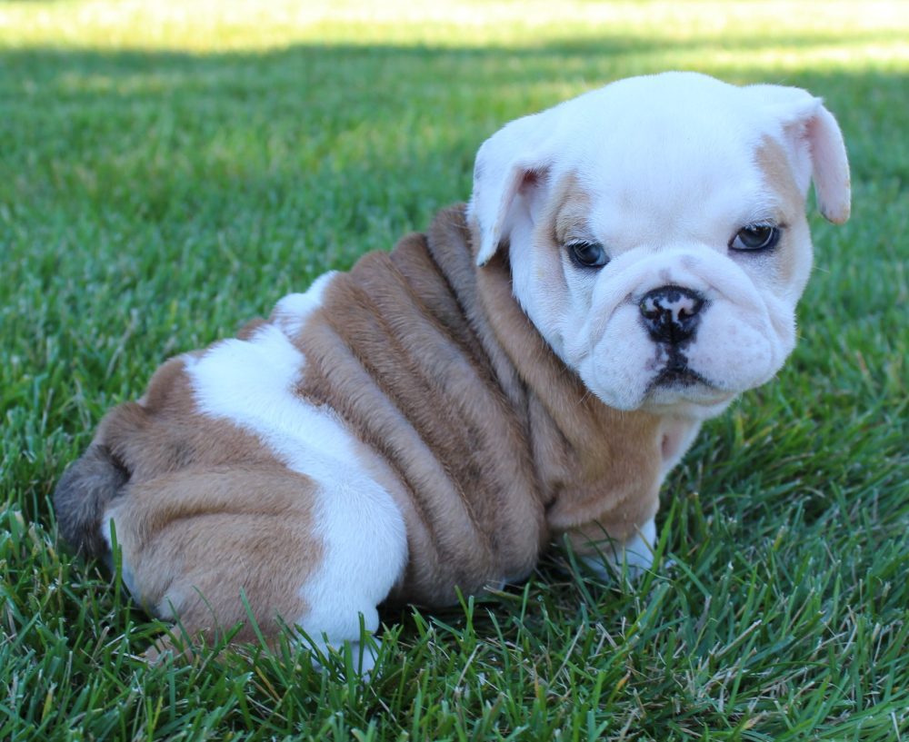 british bulldog puppies for sale