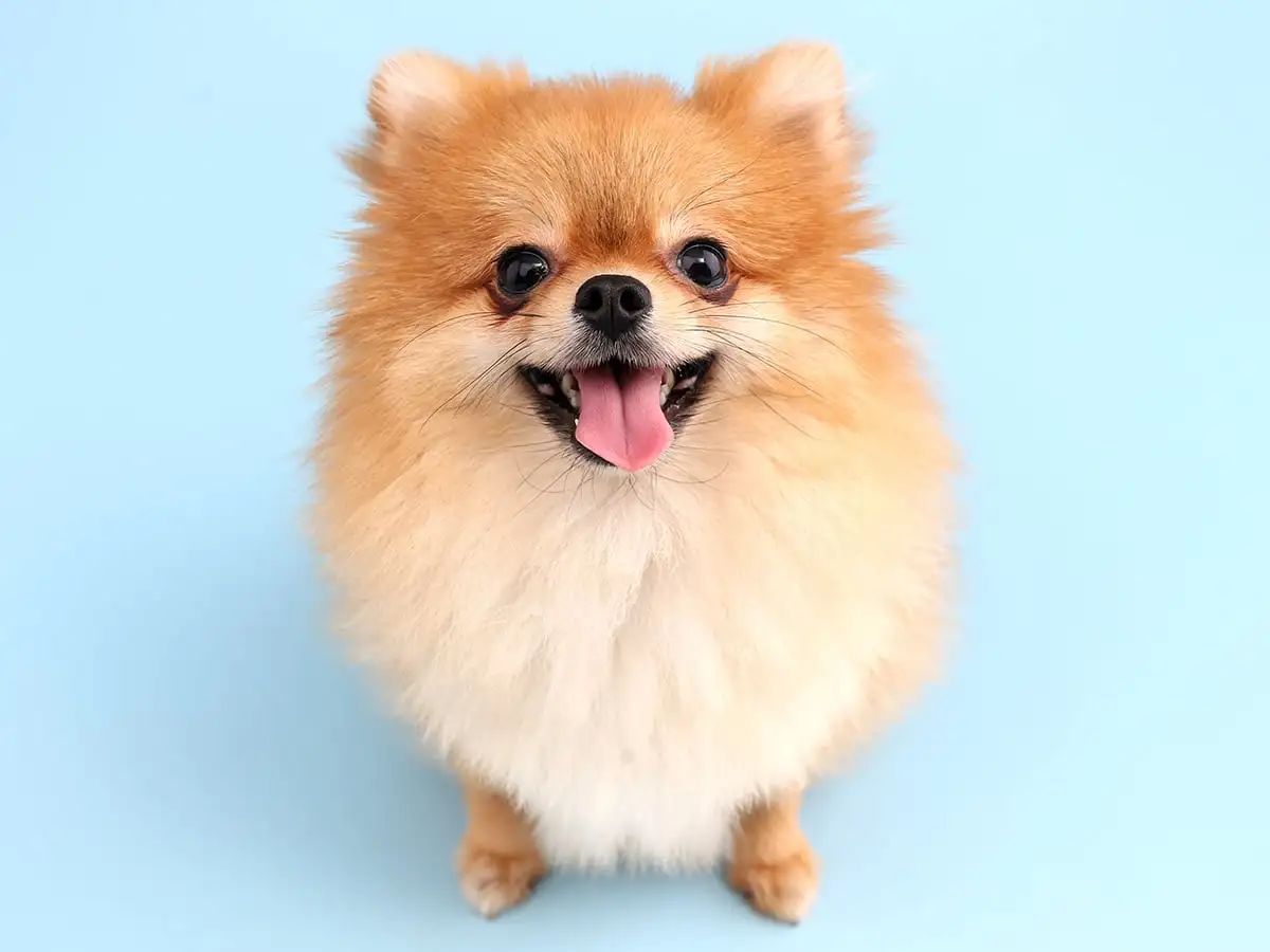 brown pomeranian dog price