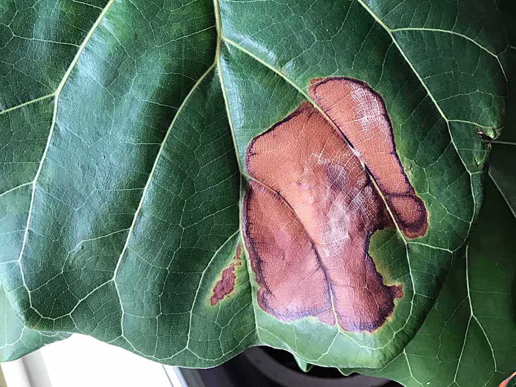 brown spots on fiddle leaf fig