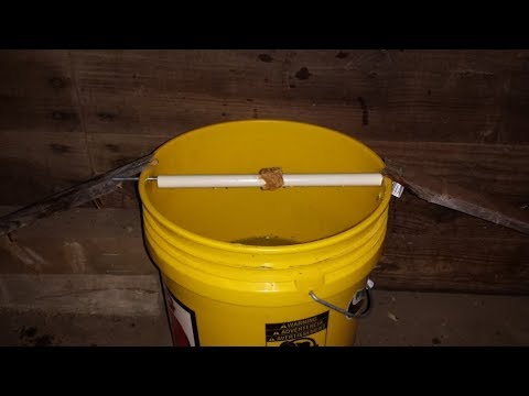 bucket mouse trap diy