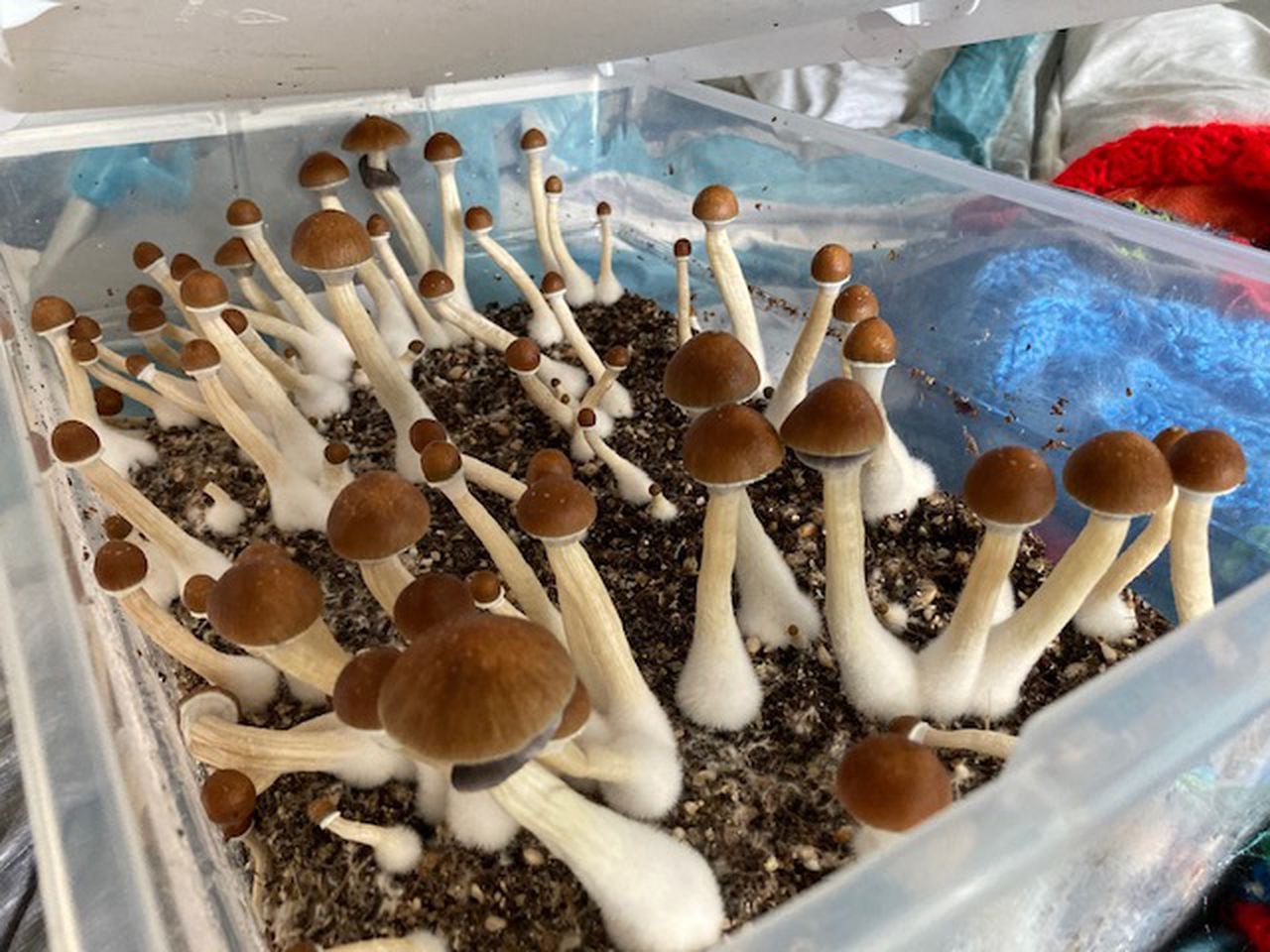 buy mushrooms in oregon
