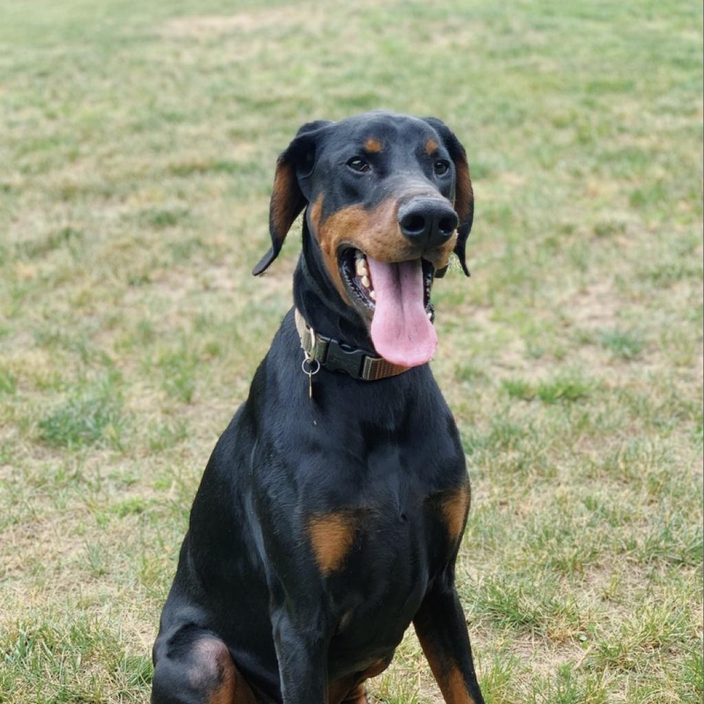 buy or adopt doberman