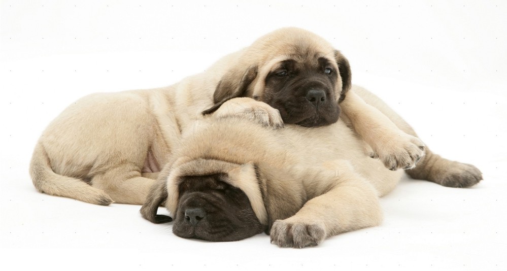 buy or adopt english mastiff