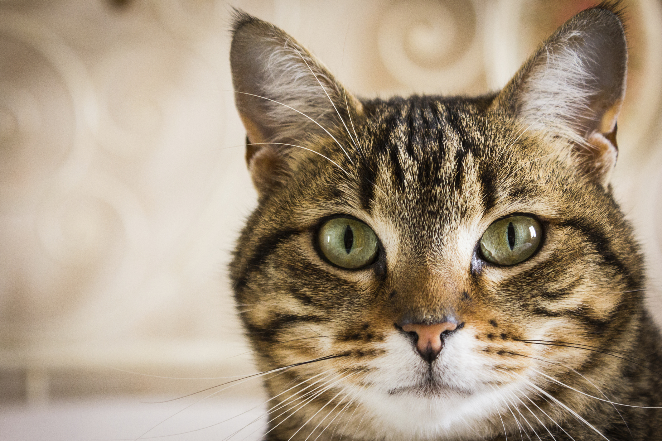 life expectancy for tabby cats