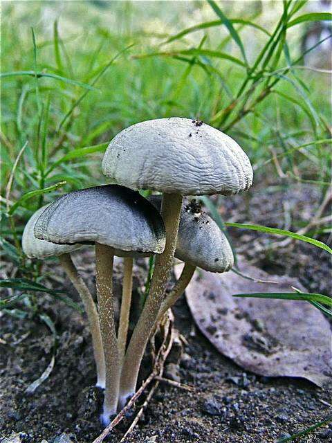 pan cyanescens