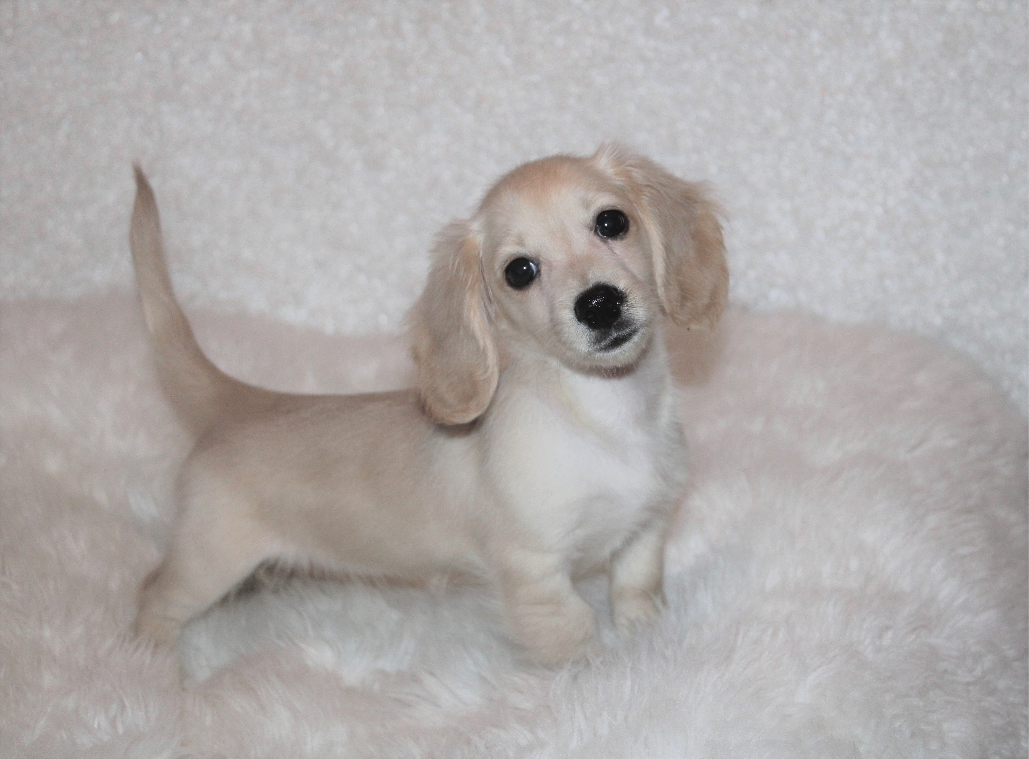 cream long haired dachshund puppies for sale