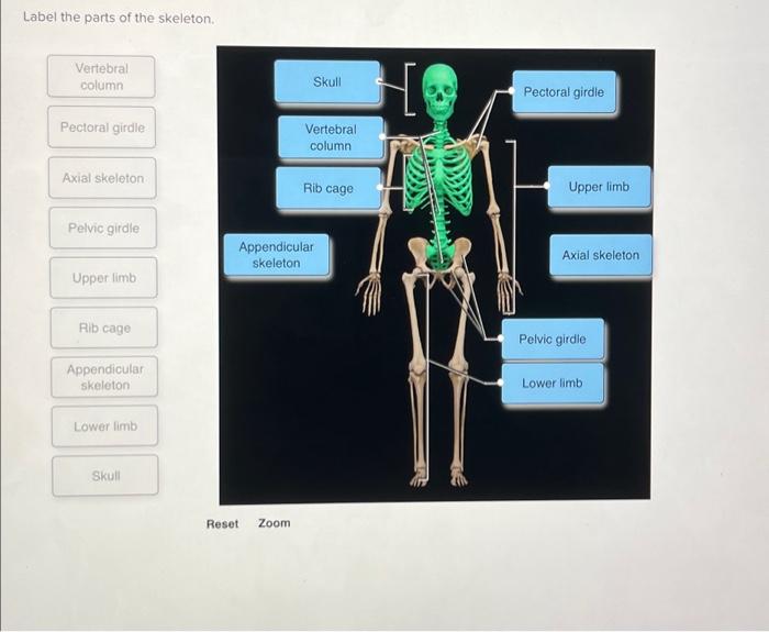 label the parts of the skeleton chegg