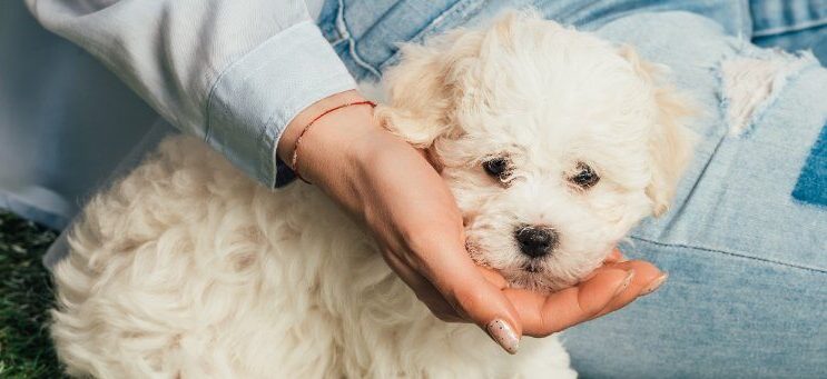 havanese rescue