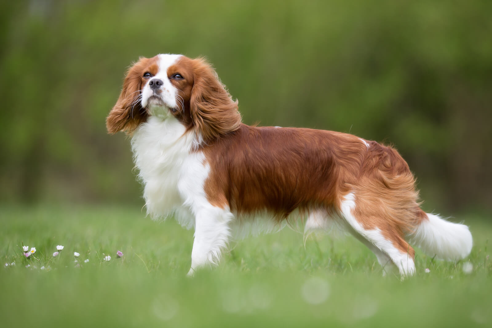 king charles puppies for sale manchester