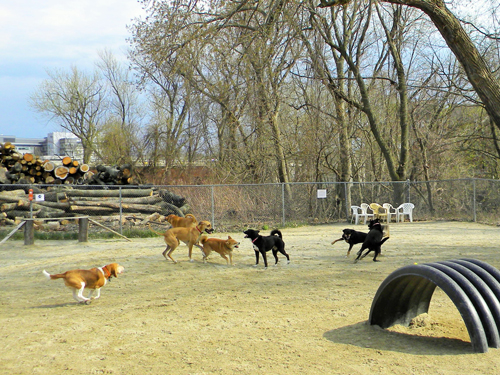 manchester nh dog park