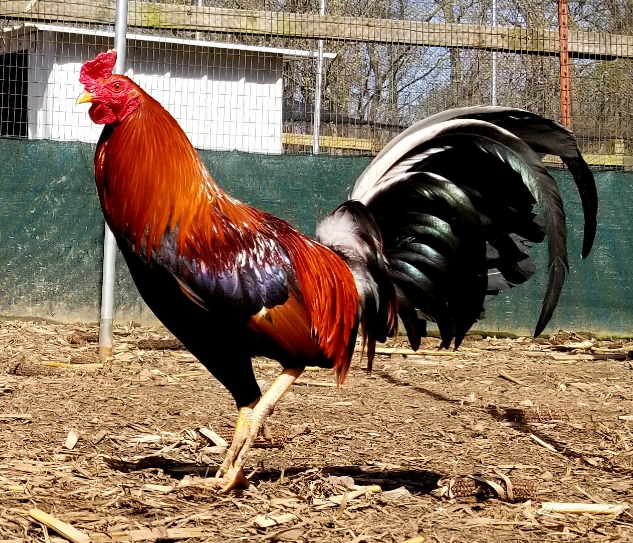 gamefowl rooster for sale