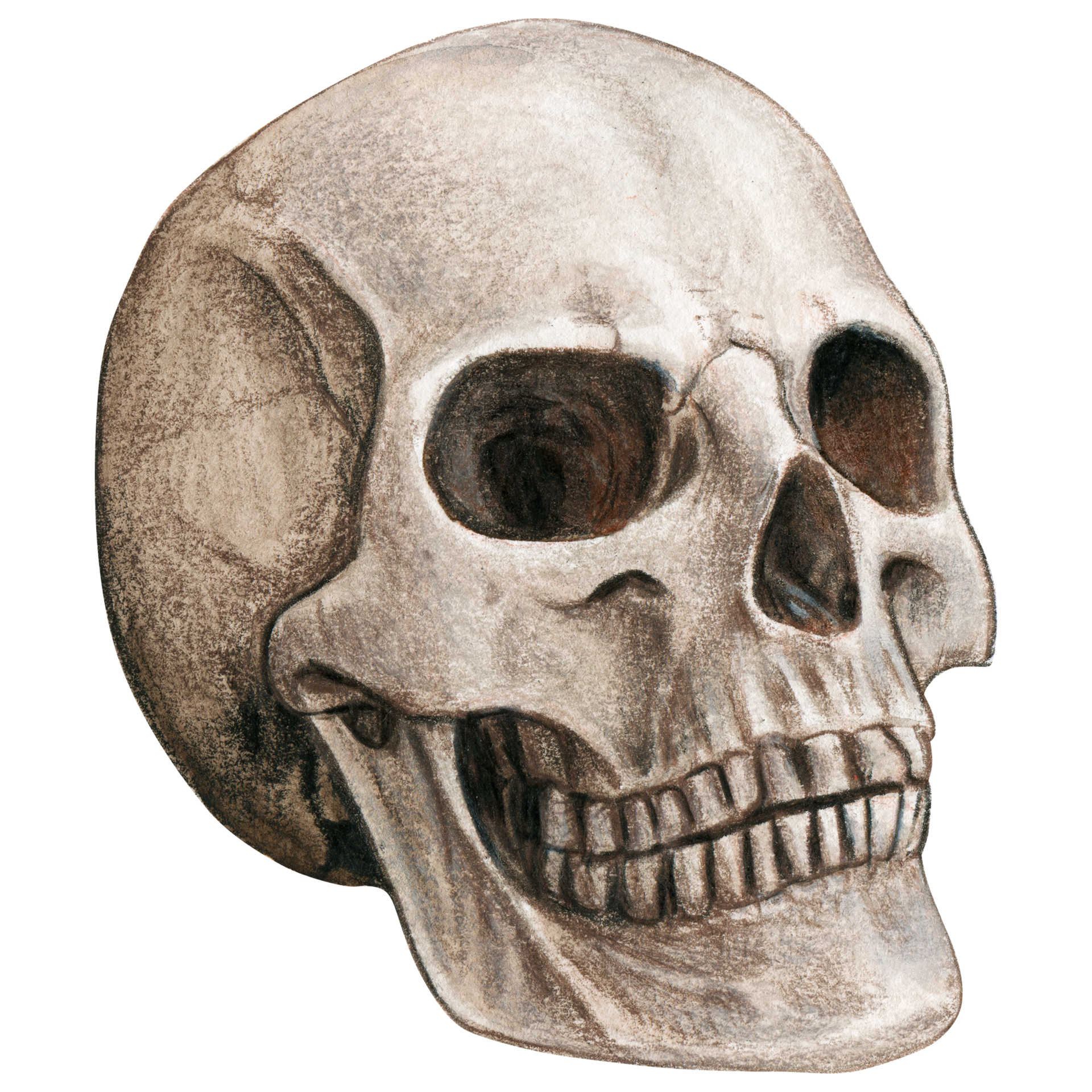 real skull png