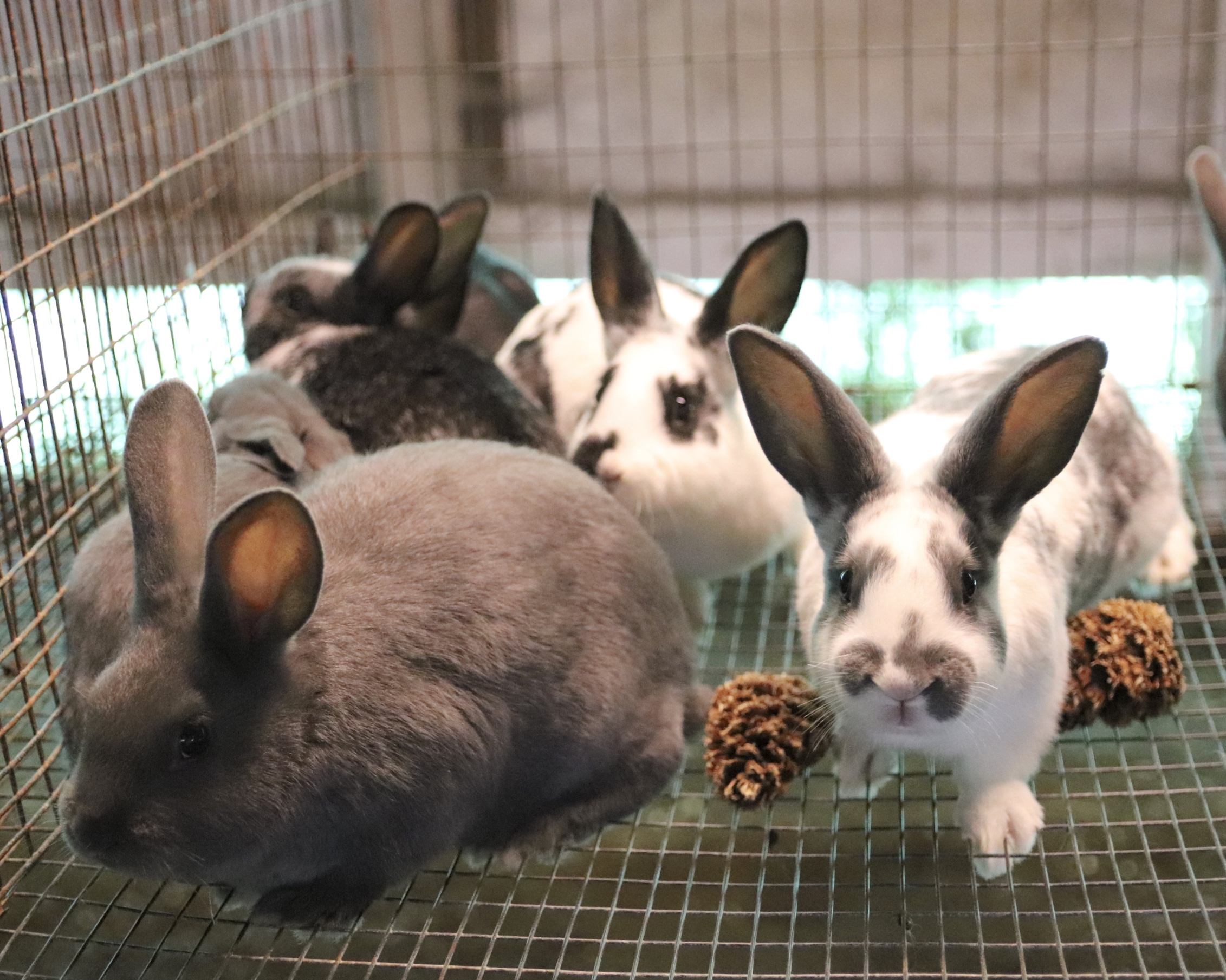 new zealand rabbits for sale