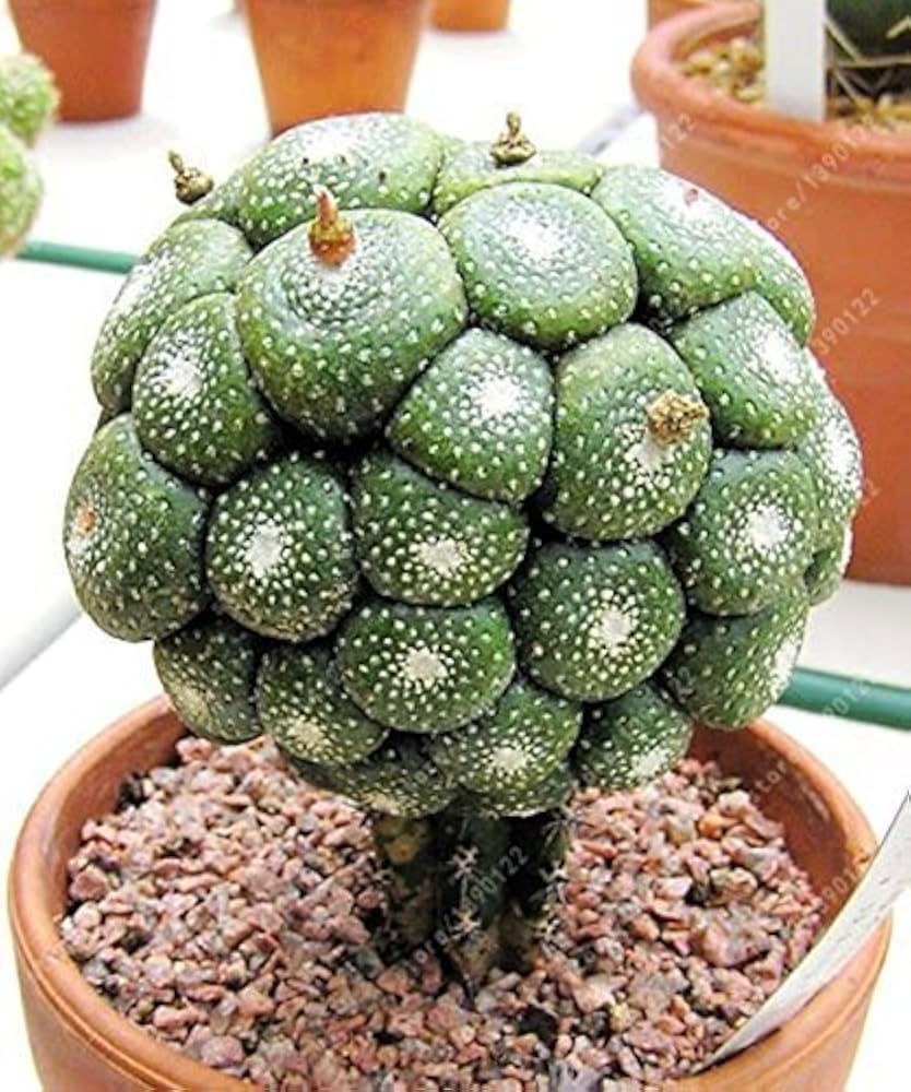 cactus seeds rare