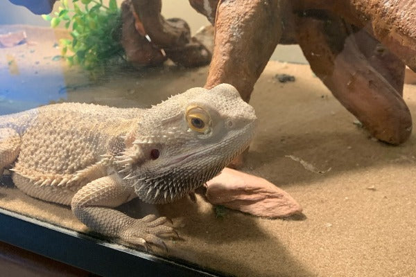 cage setup for bearded dragon