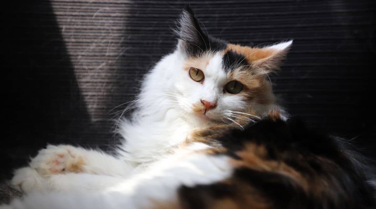 calico cat average lifespan