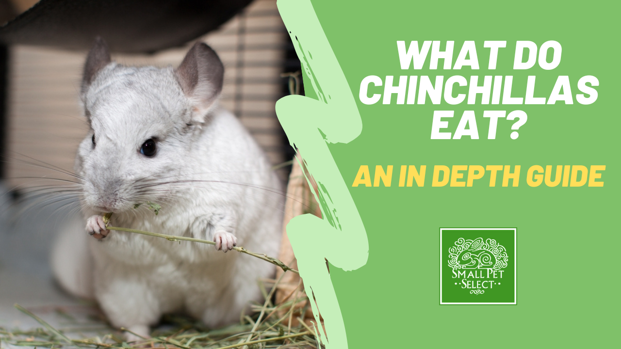 can chinchillas eat corn