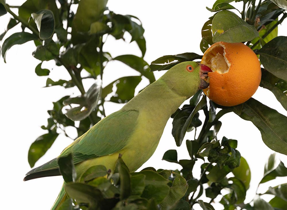 can conures eat oranges