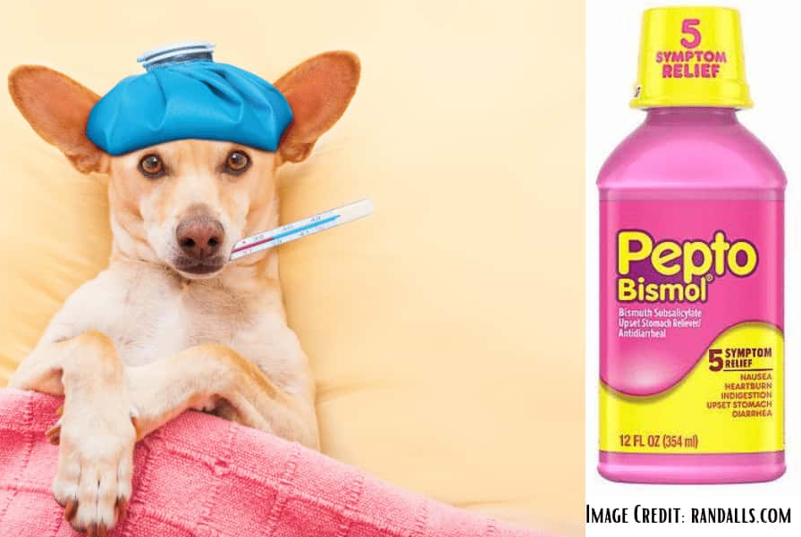 can dogs eat pepto