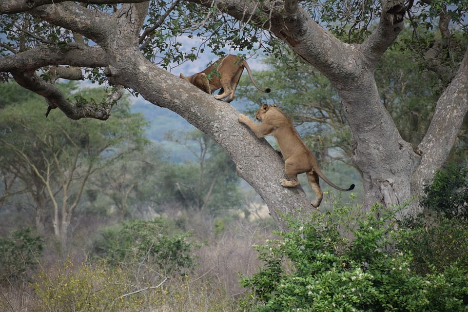 can lions climb trees