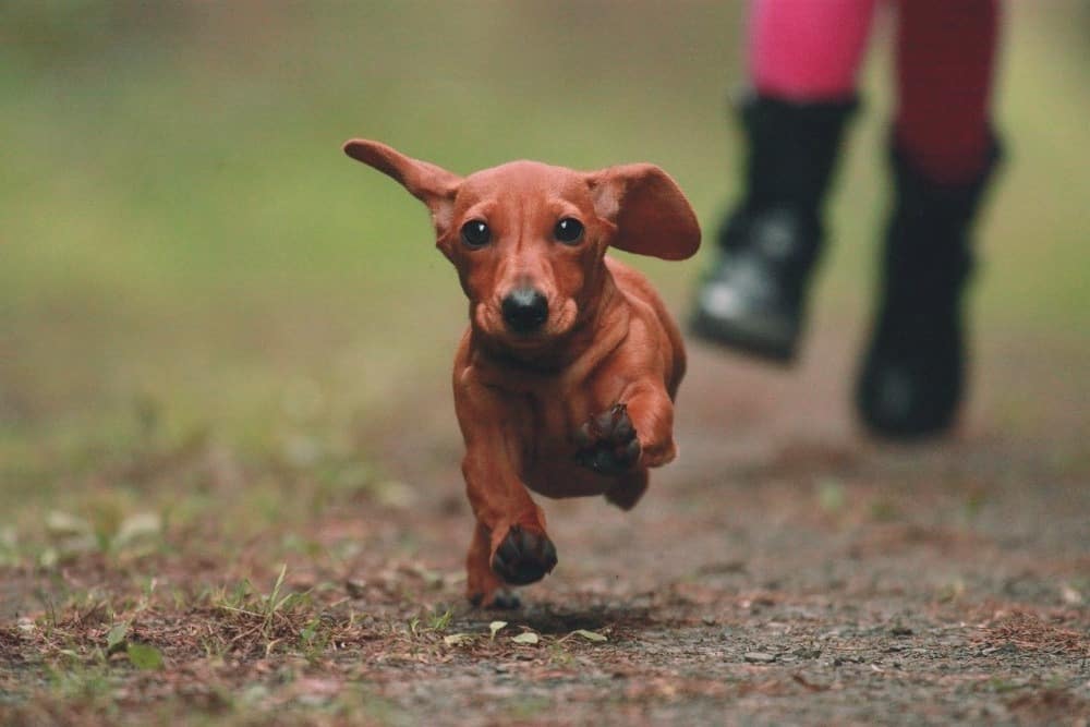 canadian dachshund rescue ontario